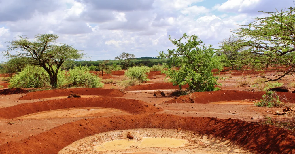 Savannenlandschaft mit Büschen