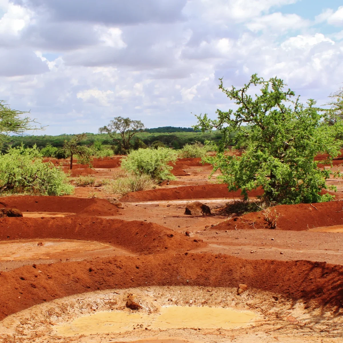 Kuku Chyulu Kenya Landschaft Savannenlandschaft mit Büschen